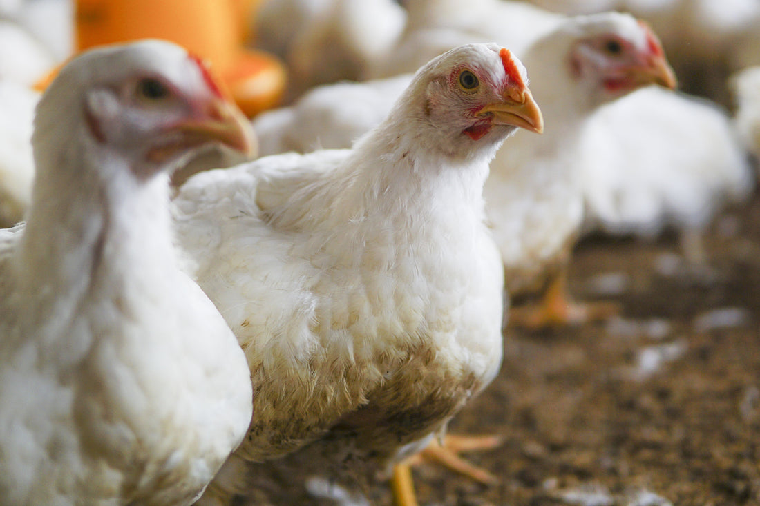 BioGeometry® in Animal Farming: Exploring Alternative Approaches